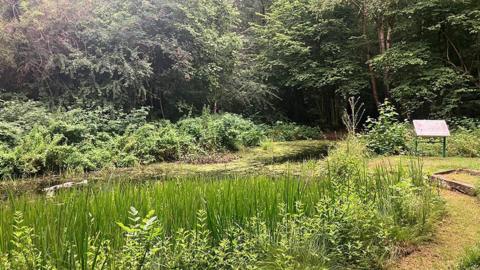 Risley Moss in Birchwood showing part of the ancient wetlands which is part of the new nature reserve. Shows trees, shrubs and trees.