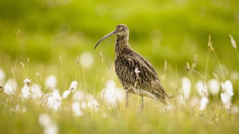 Curlew