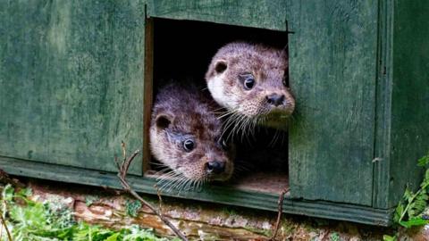 Two brown otters poking their heads out of a green box. They are both looking right and have long whiskers