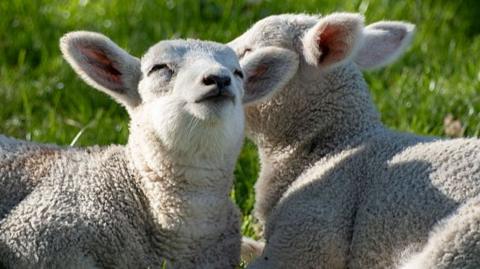 Two lambs in a grassy field