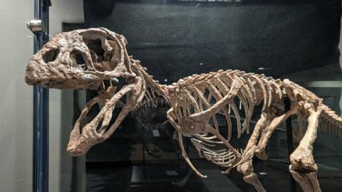 The replica of the Berthasaura leopoldinae on display in Moyse's Hall Museum. It is supported by a black pole and it sits inside a glass display cabinet.