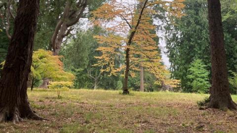 A woodland scene at Thorp Perrow Arboretum, showing trees with leaves that are yellowing and falling off. More dead leaves can been seen on the ground.