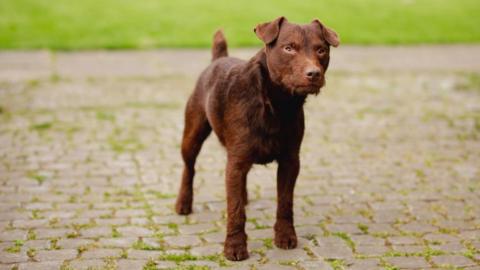 A Patterdale dog