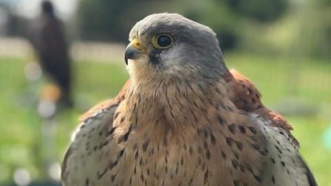 A grey and orange kestrel with its wings flared
