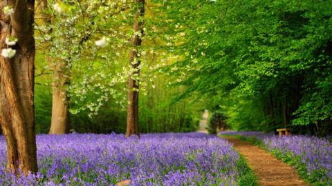 Bluebells at Hole Park