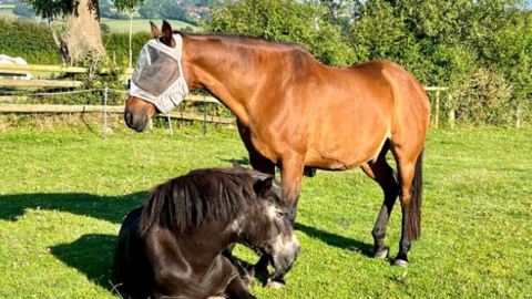 A light brown horse stands in a field, near a dark brown horse which is sitting on the ground.