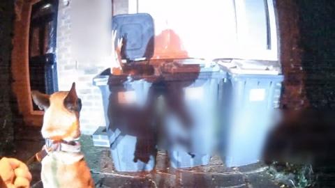 Police dog watching man emerge from wheelie bin