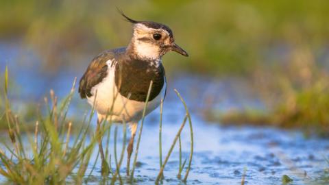 Lapwing