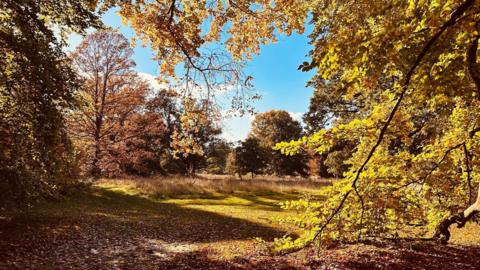 Trees with yellow and red leaves on the branches and the ground with sunshine and fair weather cloud