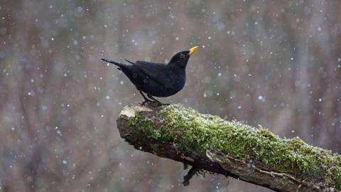 A blackbird perched on a mossy branch during a rain shower. The bird is all black with a bright yellow beak. 