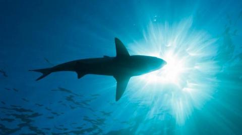 Silhouette of a shark in water.