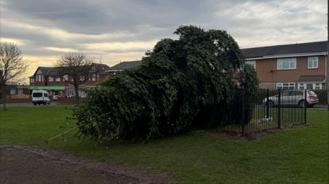 A large Christmas tree which has fallen on its side. It has lights on it. There is a square black fence which is meant to be surrounding it, but the tree is over it on one side. There are a row of terraced houses behind it, outside which a silver car is parked. To the left is a road with a row of shops. The sky is grey.