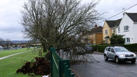 Uprooted tree hanging over park fence and road as cars drive by