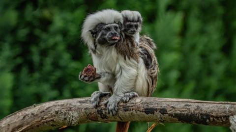 A baby monkey sits on the back of its parent on a tree