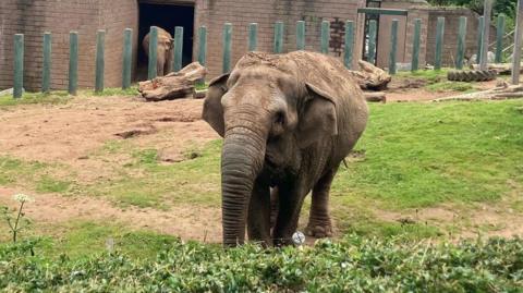 An elephant is standing in a grassy zoo enclosure. In the background is the elephant house, in the entrance of which we can see another elephant.