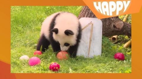 A panda cub and the happy logo