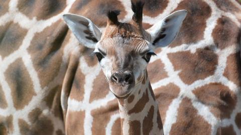 A baby giraffe can be seen from the neck up. The background of the entire shot is the body of another giraffe