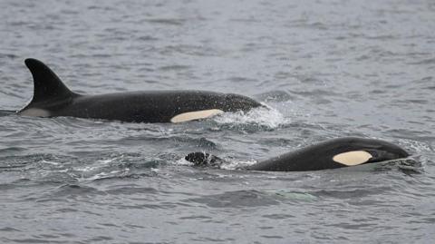 Orcas in the waters around Northumberland
