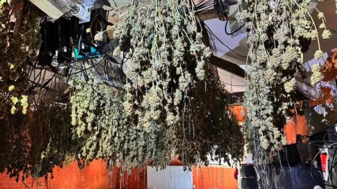 Cannabis grow in Gloucester