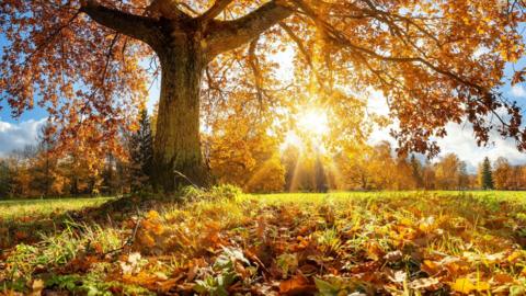 sunshine coming through the leaves of a tree in autumn, with lots of its leaves on the grass around it