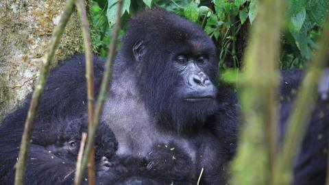 A large gorilla holding two babies while surrounded by greenery