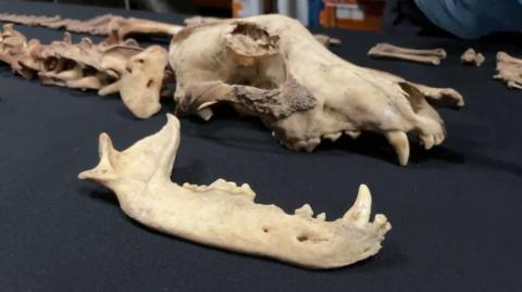 A skull and other bones laid out on a table covered by black fabric inside the English Heritage storage facility in Yorkshire.