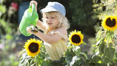 A young blonde girl water sunflowers with a green watering can