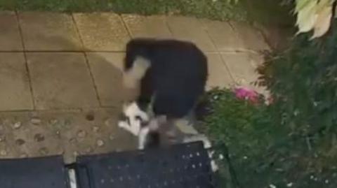 CCTV showing a cat being stolen