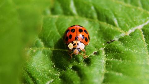 Harlequin ladybird