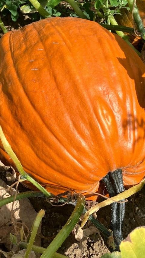 Large orange pumpkin sitting in the ground. 
