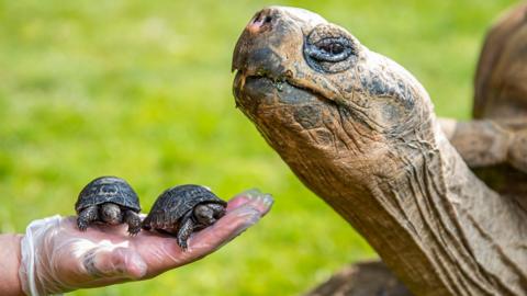 Dirk the tortoise with babies