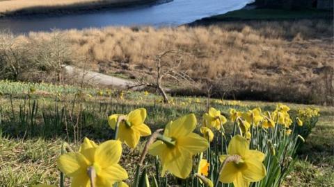 Daffodils by River Tamar