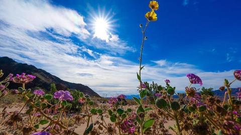 A lone desert sunflower towers over a cluster of desert sand-verbena near Ashford Junction at the southern end of Death Valley National Park 