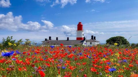 Bright red poppies and blue flowers in a field in front of a red and white lighthouse with blue sky and white clouds above