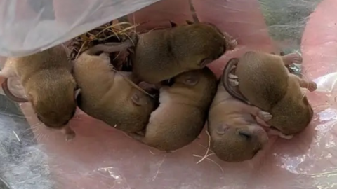 Six sleeping dormice babies in the palm of a hand