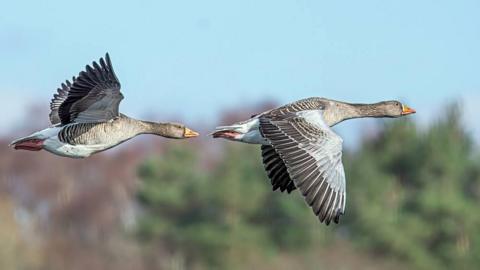 Two grey geese flying one behind the other with wings spread, set against a soft sky and blurred treeline background