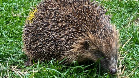 A close-up of a brown hedgehog in some grass. The animal's coat has a small patch of yellow to its rear.