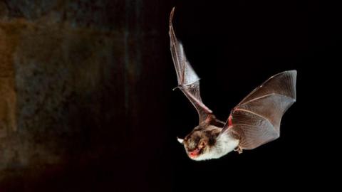 A brown and white bat with a red mouth mid-flight against a dark background. 