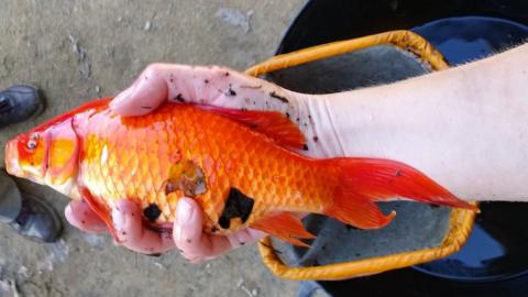 Rushy Pond goldfish