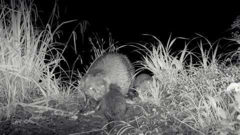 A black and white still showing a mother beaver and two pups