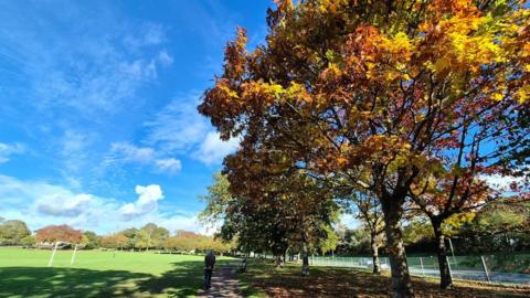 A tree on the right side of a path in a park has leaves in red, yellow and brown while the sky on the left is bright blue with a playing field below.