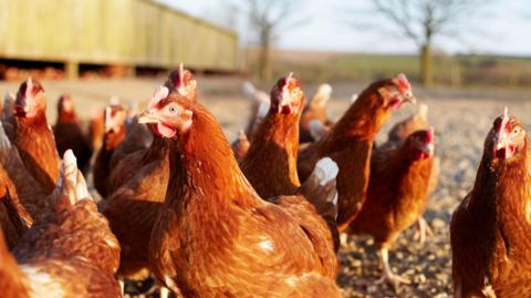 Free-range chickens on a farm in Cornwall, UK.