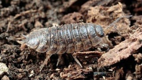 Wood louse