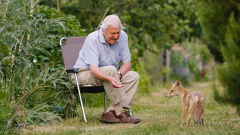 Sir David Attenborough sits on a garden chair with his hand outstretched towards a fox cub