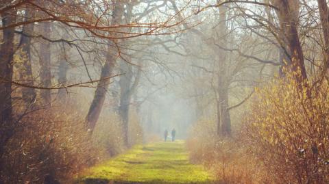 Hayley Wood, showing two people walking in the distance, down a path of moss or green grass. There are trees on either side of the path, and bushes. There is a slight mist in the air. There are not many leaves on the trees.