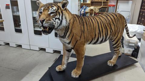 A tiger in the National Museum of Wales