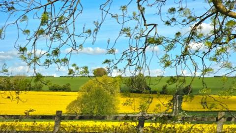 Yellow rapeseed growing in a field with a green field behind. A fence and tree branches are in the foreground with blue sky above