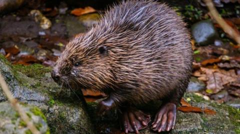 A beaver, looking to the left, sat on a tree root. Behind the beaver is wet leaves and rocks.