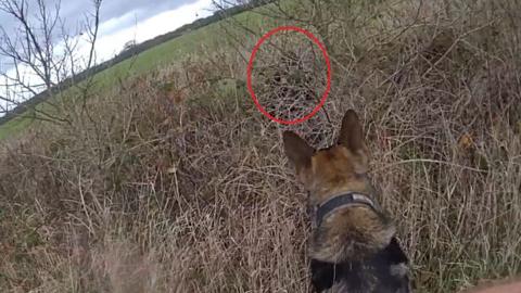 The back view of an Alsatian dog, its ears alert, facing an expanse of wintery grass and shrubs and beyond it a field. A red circle highlights a male figure crouched down in the shrubs.