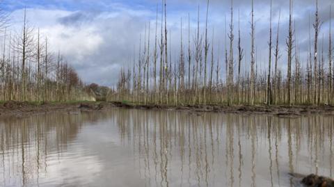 Newly planted trees in a field with a large pool of rainwater in the middle.
